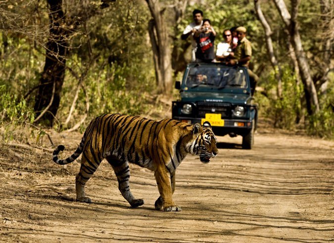 kaziranga jungle safari