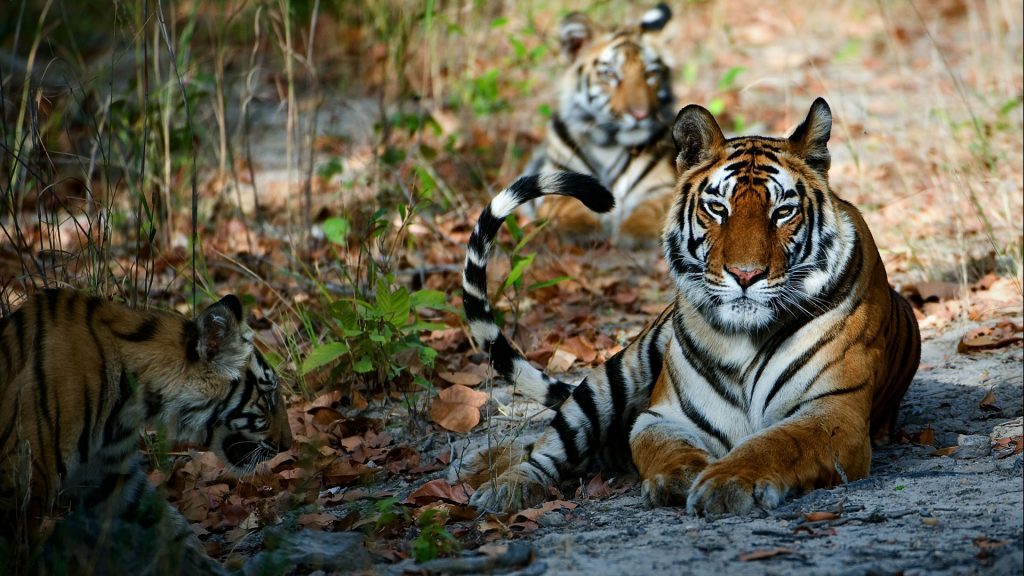 tigers-tadoba-national-park-cover-image-Kesari-Tours1