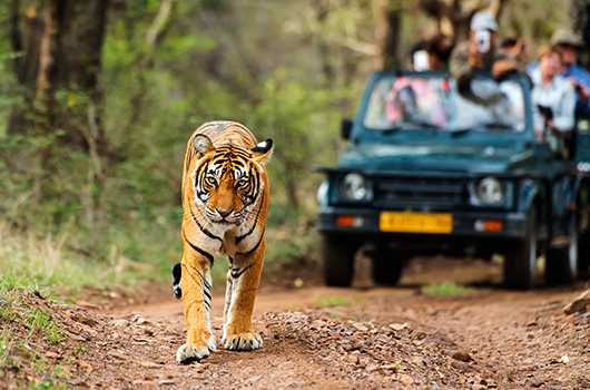 tiger-safaris-4-Kesari-Tours