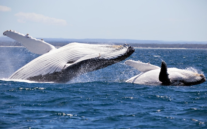 whale-watching-kesari-tours